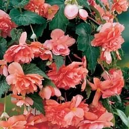 Бегония ампельно "Каскад Сальмон" 1 шт (36774)