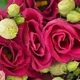 Эустома махровая "Arena Red" укоренена в контейнере Р9 (51986) 1 саженец