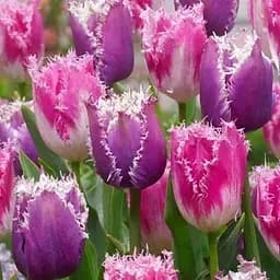 Тюльпан "Huis ten Bosch" (186258) 2 шт