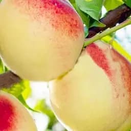 Саджанець Agro-Market Персик білий з темно-рожевим бочком Білий король (White king) (преміальний, досить урожайний сорт) (47948) 1 шт. в упаковці