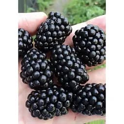 Саджанець Agro-Market Ожина ультрарання Лох Тей (Loch Tay) 1 шт. в упаковці (20751) - мініатюра 2