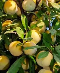 Саджанець Agro-Market Слива диплоїдна Флавор Квін (великоплідний сорт, середній термін дозрівання) 1 шт. в упаковці (61912)