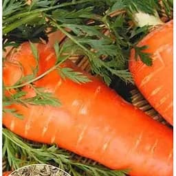 Насіння Весна на вагу Морква Шантане Роял ціна за 10 г (22208)