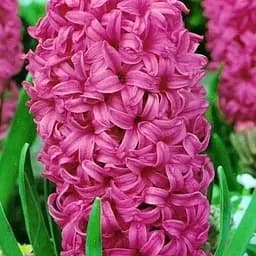 Гиацинт "En Melang" 2 шт (17232)