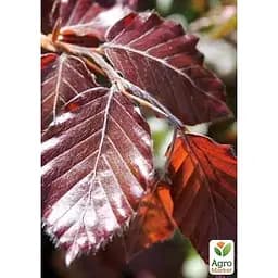 Бук лісовий червонолистий Agro-Market Atropunicea Purpurea С5, висота 80-100 см (183890)1 саджанець в упаковці 