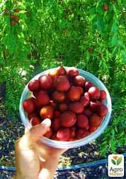 Саджанець Agro-Market Зизифус Китайський-60 (середній термін дозрівання) 1 шт. в упаковці (21391) - мініатюра 2