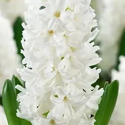 Гиацинт "Aiolos" (186351) 2 шт