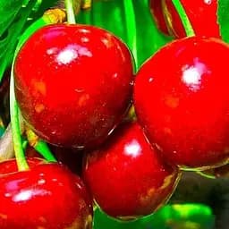 Саджанець Agro-Market Черешня Стаккато (літній сорт, пізній термін дозрівання) (39906) 1 шт. в упаковці