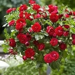 Троянда штамбова Agro-Market Спрей Kapelka саджанець класу АА+ вищий сорт 1 шт. в упаковці (116177)