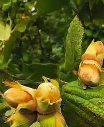 Саджанець Agro-Market Фундук Каталонський (перехресне запилення, садити по 2 шт) (43006) 1 шт. в упаковці