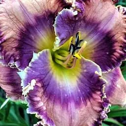 Лілійник "Truly Exotic" (сортовий вкорінений в контейнері С1,2) (186020) 1 саженец