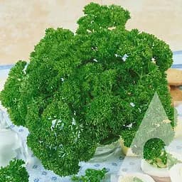 Петрушка Садиба Фриз листовая кучерявая 15 г 