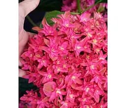 Саджанець Agro-Market Гортензія крупнолиста Princess Diana (серія You&amp;amp;Me) (183467) 1 шт. в упаковці