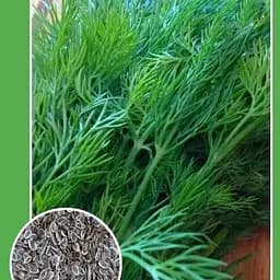 Насіння Весна Кріп Салют 2 г (18791)