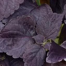 Саджанець Agro-Market Колеус Grande Velvet (153051)