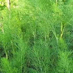 Семена Agro-Market Укроп Кустовой в банке Органик 20 г (105631)