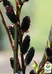 Верба тонкостовбурна чорна "Меланостахіс" (Salix gracilistyla "Melanostachys") висота 25-40см (62191) 1 саджанець - мініатюра 5