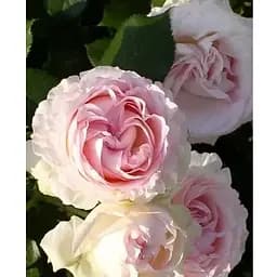 Саджанець Agro-Market Троянда англійська Едем (клас АА +) вищий сорт (15982) 1 шт.