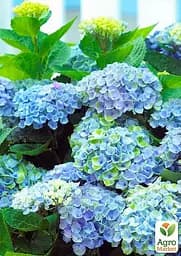 Саджанець Agro-Market LMTD Гортензія крупнолиста квітуча 3-х річна Magical Revolution Blue (30-40см) (62419) - мініатюра 3