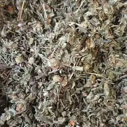 100 г лапчатка кустарниковая/пятилистник/курильский чай/желтая трава сушеная - свежий урожай