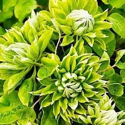 Саджанець Agro-Market Клематис Green Passion (повторний сорт) (71777)