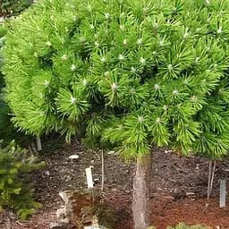 Сосна гірська Agro-Market на штамбі Benjamin С2 висота 30-40 см 187469 1 саджанець в упаковці