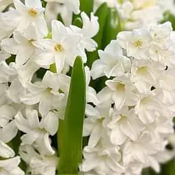 Гиацинт "White Pearl" (186360) 2 шт