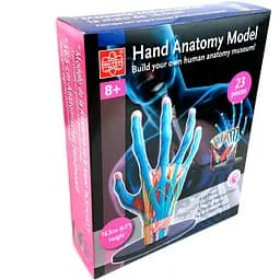 Набір для досліджень Edu-Toys Модель руки збірна 16.5 см (SK058) - мініатюра 4