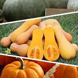 Гарбуз "Суміш кращих популярних сортів" ТМ "Весна"  10г (45517)