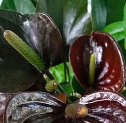 Саджанець Agro-Market Антуріум (Anthurium) Black Love (62264) 1 шт. в упаковці (кімнатний)