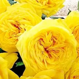 Роза пионообразная Agro-Market Лимон Помпон саженец класса АА+ высший сорт 1 шт. в упаковке (178134)