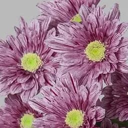 Хризантема кустовая среднецветковая "Artistic Sweet" (177060) 1 саженец