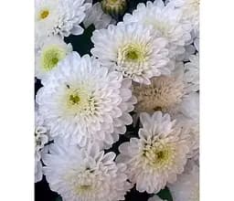 Саджанець Agro-Market Хризантема мультифлора куляста Staviski White (101627) 1 шт. в упаковці