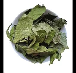 Горіх волоський грецький Листя Juglans regia