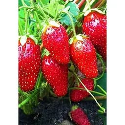 Саджанець Agro-Market Полуниця Нью Айленд (пальчикова) 5шт (ранній термін дозрівання) (37308)