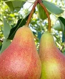 Саджанець Agro-Market Груша Весільна (літній сорт, ранній термін дозрівання) (21364) 1 шт. в упаковці