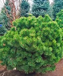 Саджанець Agro-Market Сосна Карликова Pumilio С10 висота 35-40 см 1 шт. в упаковці (176728)