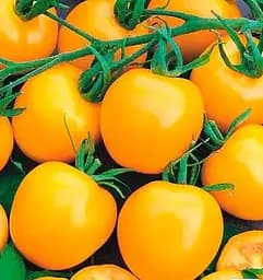 Семена Весна на развес Томат Монастырская трапеза цена за 1 г (178432)