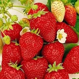 Саджанець Agro-Market Полуниця Шарлота (ремонтантний сорт) 5 шт. в пакуванні (44707)