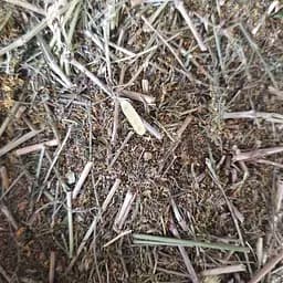 100 г подмаренник настоящий/подмаренник желтый трава сушеная - свежий урожай