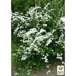Саджанець Agro-Market Спірея ніппонська 2-х річна Snowmound вазон С2 висота 20-40 см (176819) 1 шт. в упаковці - мініатюра 4