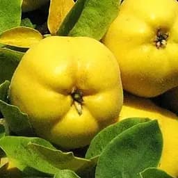 Саджанець Agro-Market Айва яблуневидна Золотиста (осінній сорт, ранній термін дозрівання) (19878) 1 шт. в упаковці