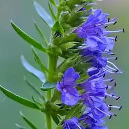 Гісоп лікарський "Caeruleus" (пряний аромат, використовують у кулінарії) (189441) 1 шт в упаковці