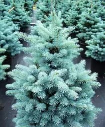 Саджанець Agro-Market Ялина Блакитна Super Blue (жива ялинка в горщику, висота 60-80 см) 1 шт. в упаковці (72064)