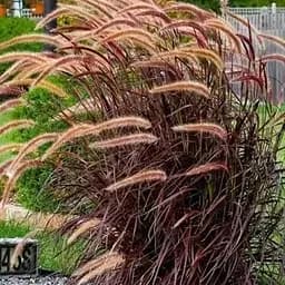 Пеннисетум восточный Agro-Market Rubrum (вазон Р9) (189548) 1 саженец в упаковке
