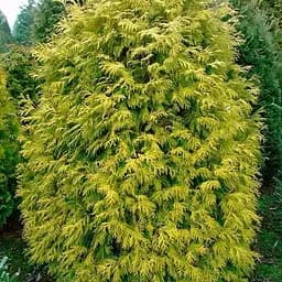 Туя западная Holmstrup yellow (горшок P9, 12-15 см) (187821) 1 саженец в упаковке