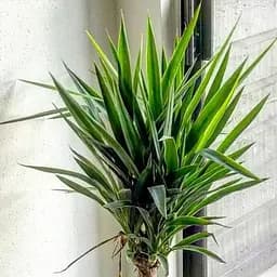 Саджанець Agro-Market LMTD Юкка на штамбі пальмовидна 3-х річна Yucca Treculeana (50-60см) (62824)