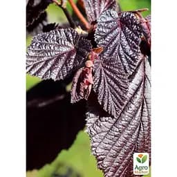 Саджанець Agro-Market Ліщина штамбова червонолиста Purpurea С5 (180105) - мініатюра 4