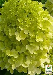 Саджанець Agro-Market Гортензія волотистаLimelight (44843) - мініатюра 5