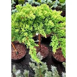 Саджанець Agro-Market Ялівець сланкий на штамбі Procumbens Nana С2 висота 40-50 см 1 шт. в упаковці (182566) - мініатюра 3